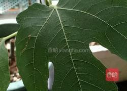 芒果蛋挞饼的做法图解15