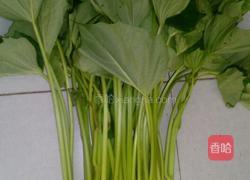 炒红薯藤的做法图解1