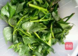 爆炒红薯叶尖的做法图解1