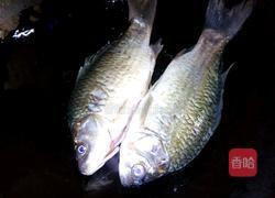 鲫鱼豆腐汤的做法图解5