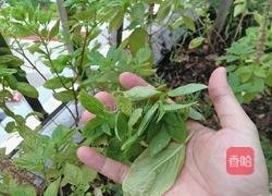 烤鱼烤鱼烤鱼的做法图解10