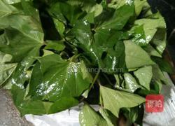 蒜香红薯叶的做法图解1