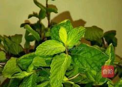 夏季冰饮的做法图解5