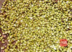 发绿豆芽的做法图解2