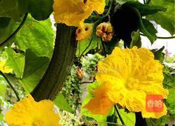 炸丝瓜花的做法图解1