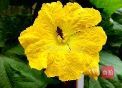 炸丝瓜花的做法图解12