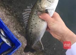 煎焖鲈鱼的做法图解1