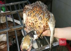 板栗淮山炖山鸡的做法图解1