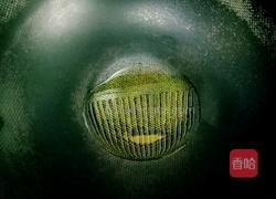 虾皮冬瓜的做法图解2