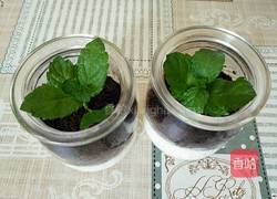 盆栽的做法图解3