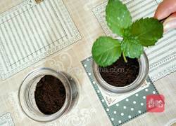 盆栽的做法图解2