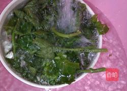 沾水南瓜尖的做法图解2