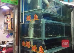 豆豉蒸白鳗鱼的做法图解1