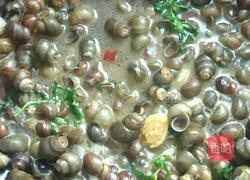 炒石螺的做法图解5