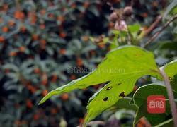 桂花酒的做法图解1