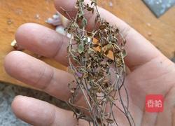 龙虾意面的做法图解25