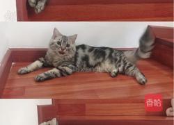 红烧南美大对虾的做法图解8