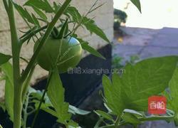 自己种西红柿的做法图解3