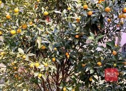 金桔果脯的做法图解1