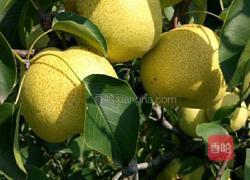 酥梨米汤的做法图解2