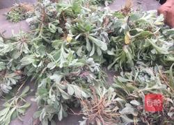 清明花丸子的做法图解2