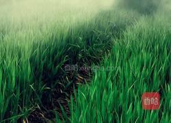 酱虾土豆（适合小孩子吃的）的做法图解1