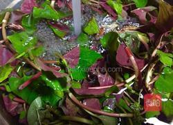 春季野菜~凉拌折耳根（叶）的做法图解2