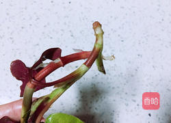 春季野菜~凉拌折耳根（叶）的做法图解4