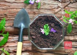 酸奶盆栽的做法图解5