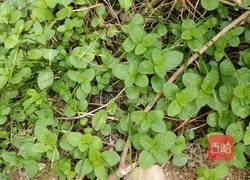 野味油炸薄荷的做法图解1