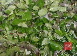 野味油炸薄荷的做法图解2