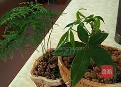 西兰家花炒牛肉的做法图解4