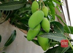 蚝油芒果的做法图解1