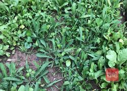 凉拌苦苦菜的做法图解1