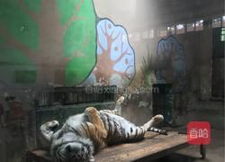 醪糟的做法图解1