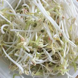 豆芽～抖芽～～～