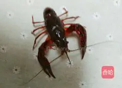 Illustration of how to make spicy crayfish 1