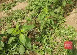 Illustration of how to make cold purslane 1