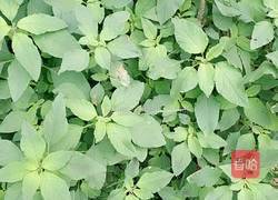 凉拌野苋菜的做法图解1