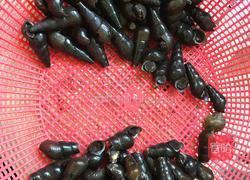 糟粕醋焖长筒螺的做法图解1