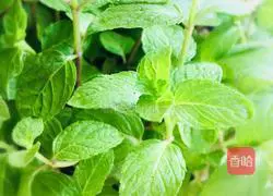 Illustration of how to make peach milkshake 1