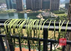 媛媛自制豆角酸的做法图解1