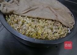 发绿豆芽的做法图解7