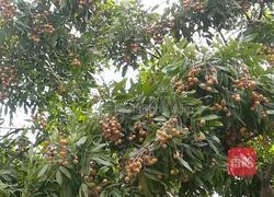 龙眼牛奶的做法图解1