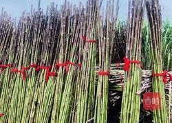 红糖麻花的做法图解1