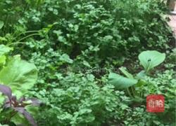 蒸芫荽的做法图解1