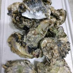 清蒸海蛎子的做法[图]