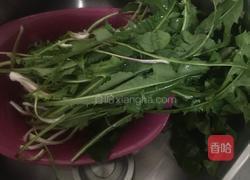 凉拌蒲公英的做法图解1