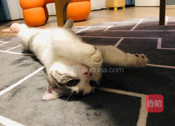 白吉馍卤肉蛋的做法图解14