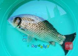 烧全鱼(年年有余)的做法图解2